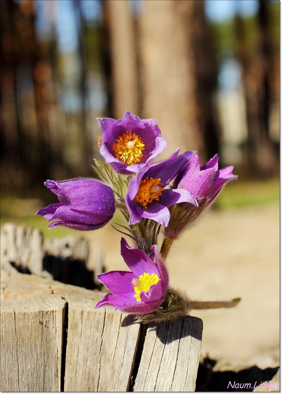 Букетик весны на природе - Лидия (naum.lidiya)