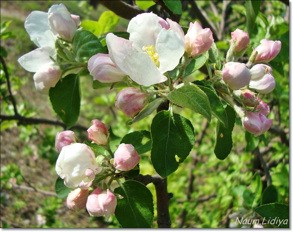 Яблоневый цвет - Лидия (naum.lidiya)