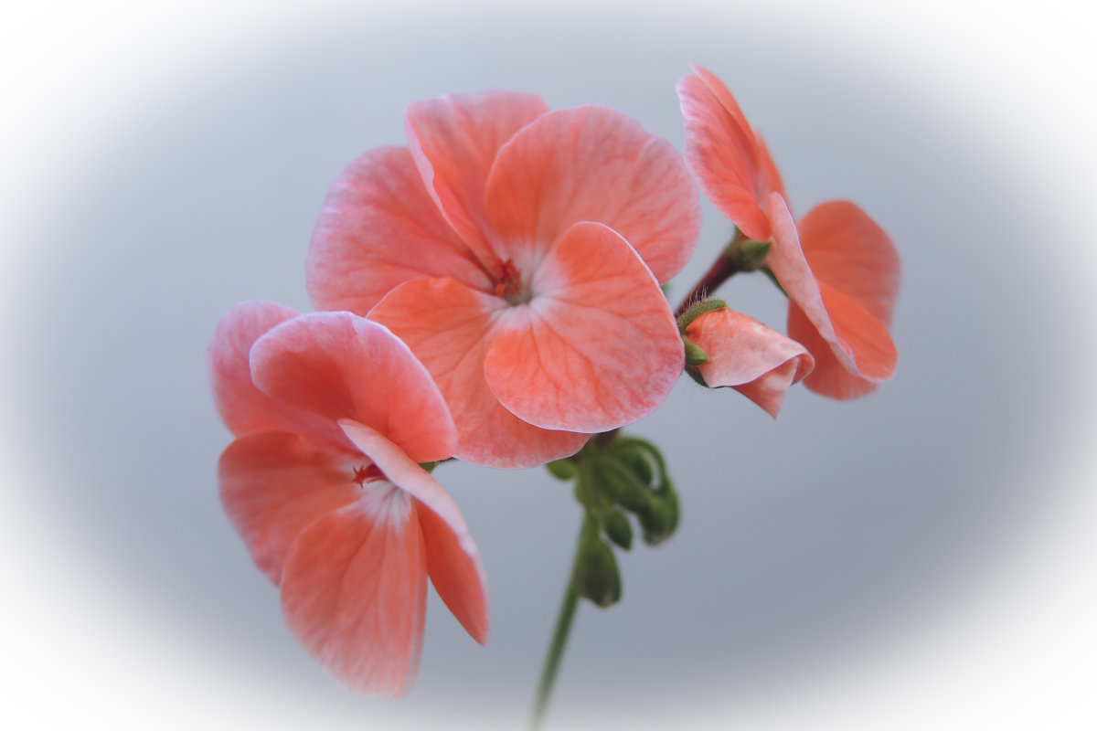 цветок герани - татьяна 