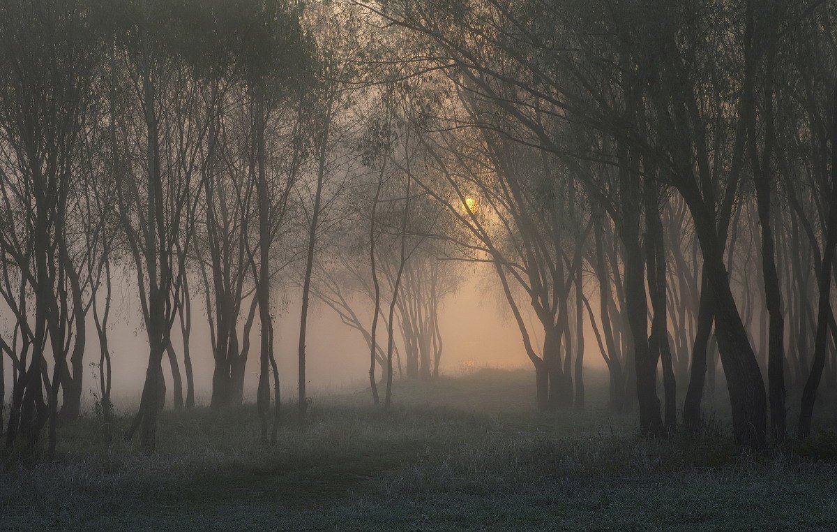 Рассвет в тумане - Леся Вишня