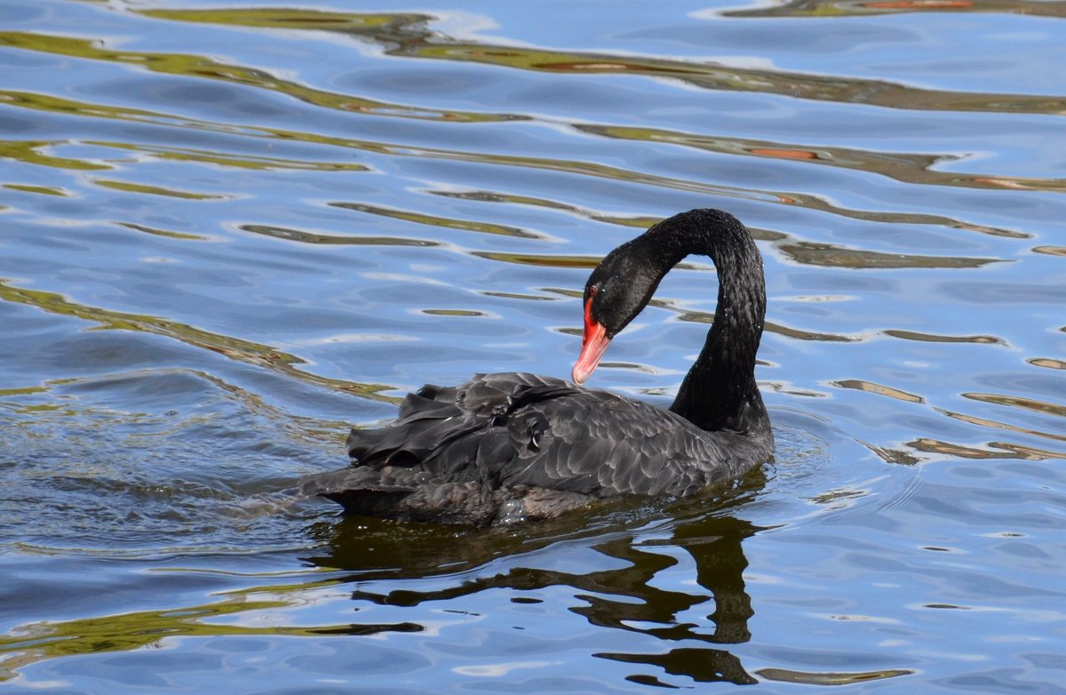 Черный лебедь на пруду - Ольга 