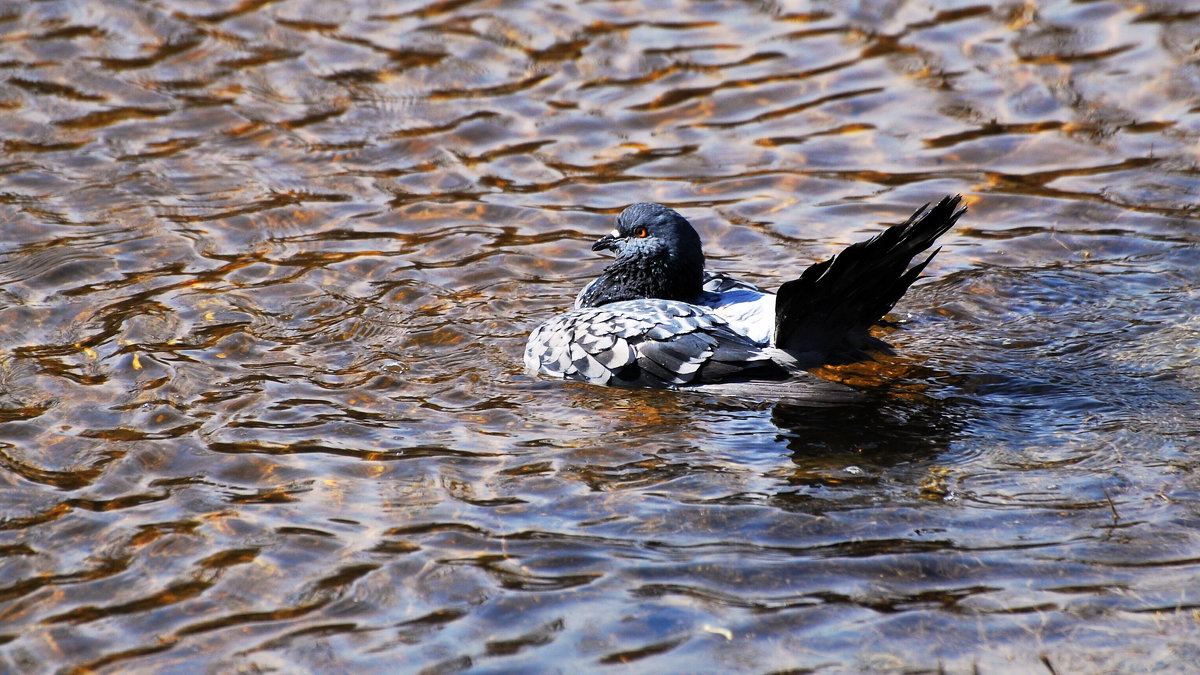 водоплавающий) - linnud 