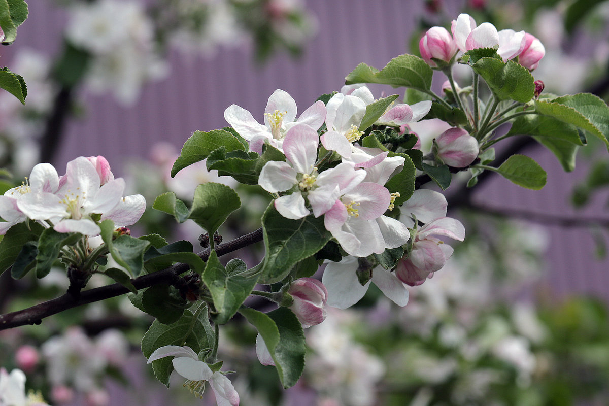 Яблони цветут в садах! - Андрей Образцов