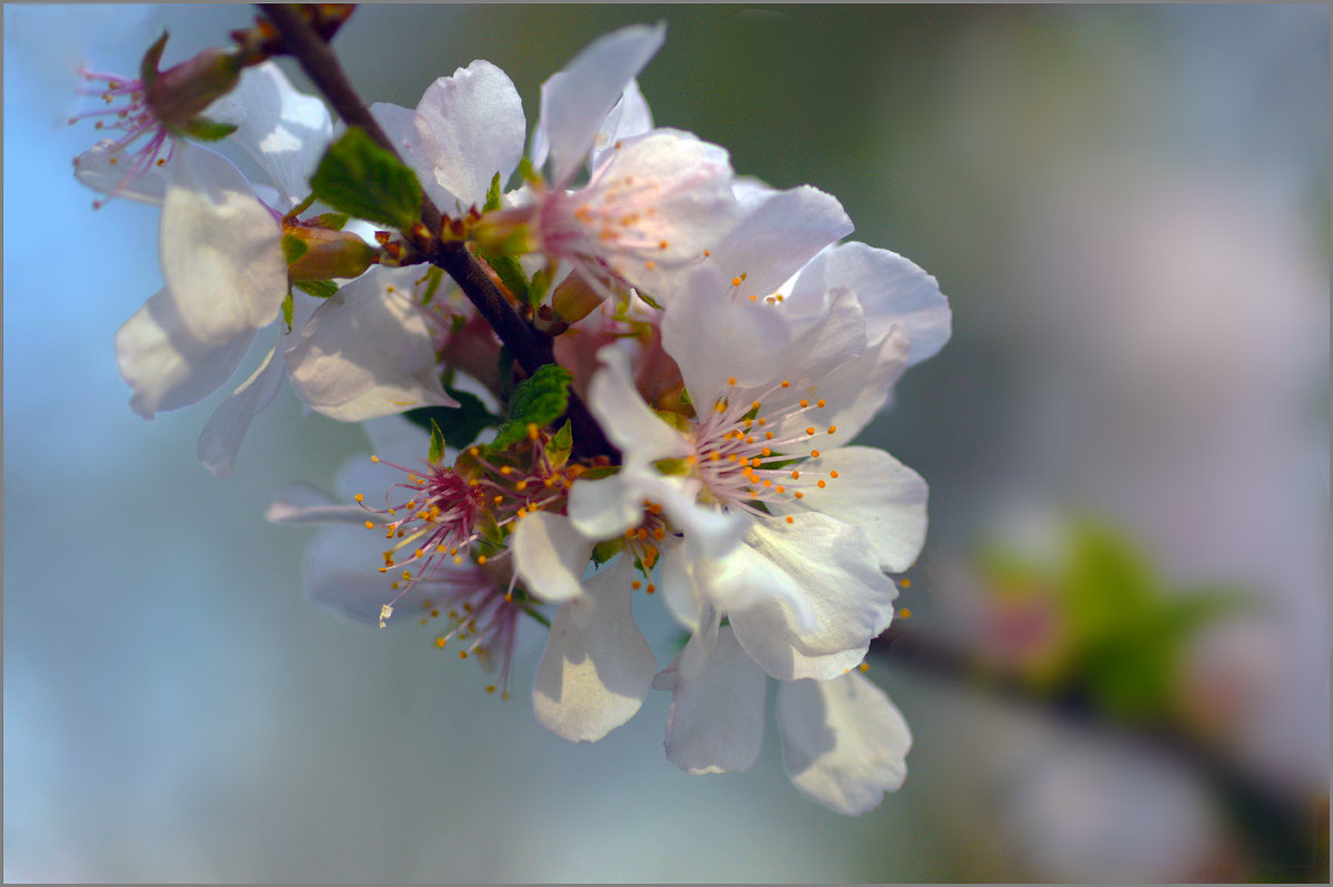 Весны цветенье - Olenka 
