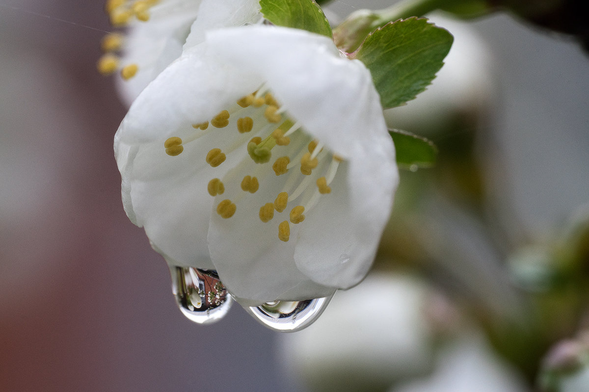 Капельки на цветке вишни - Оксана Лада