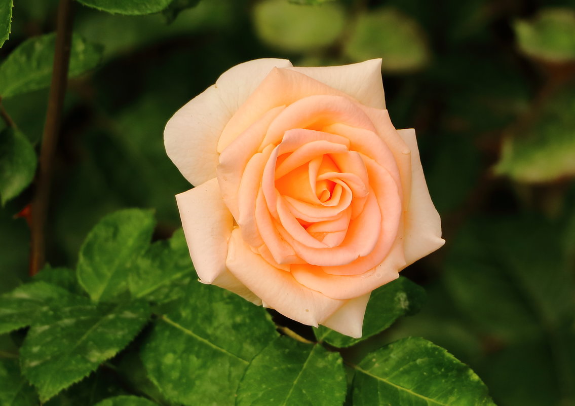 21 мая - всемирный день роз. С праздником! - Светлана 