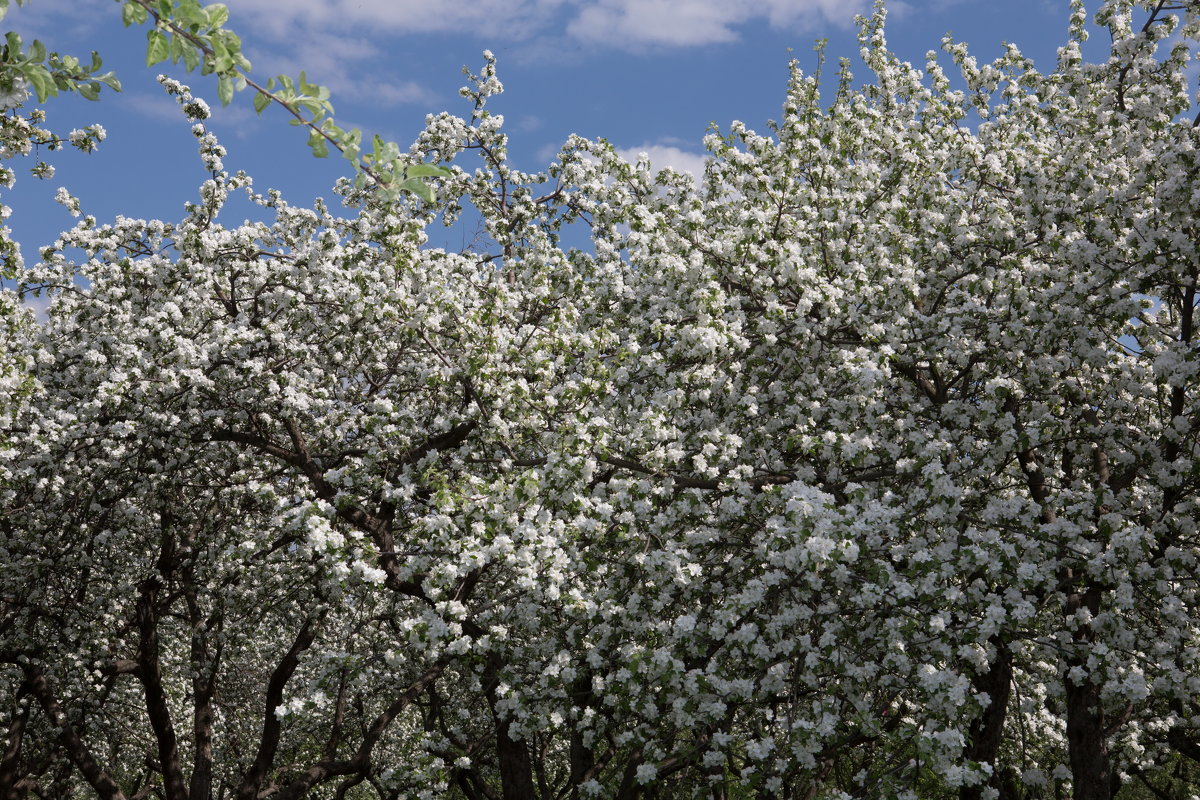 коломенское в период цветения яблонь - юрий макаров