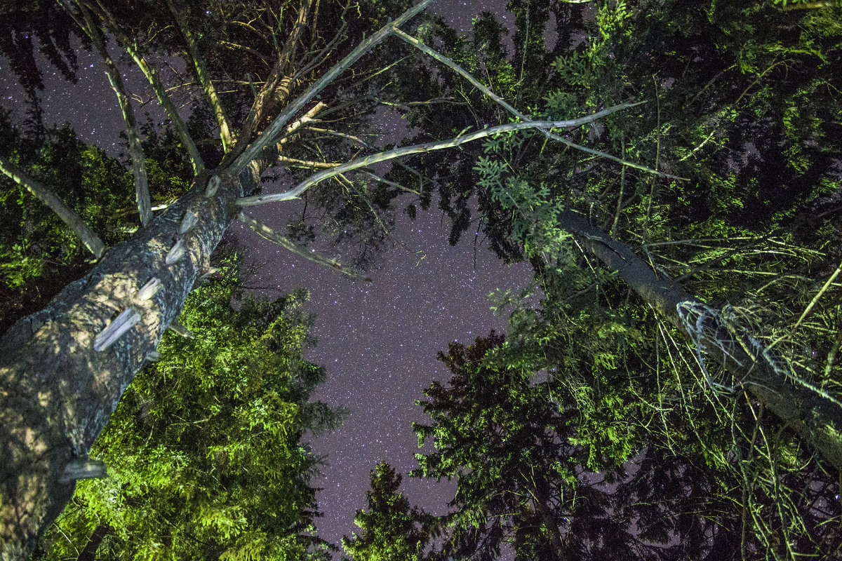 Ночь в лесу - Дмитрий 