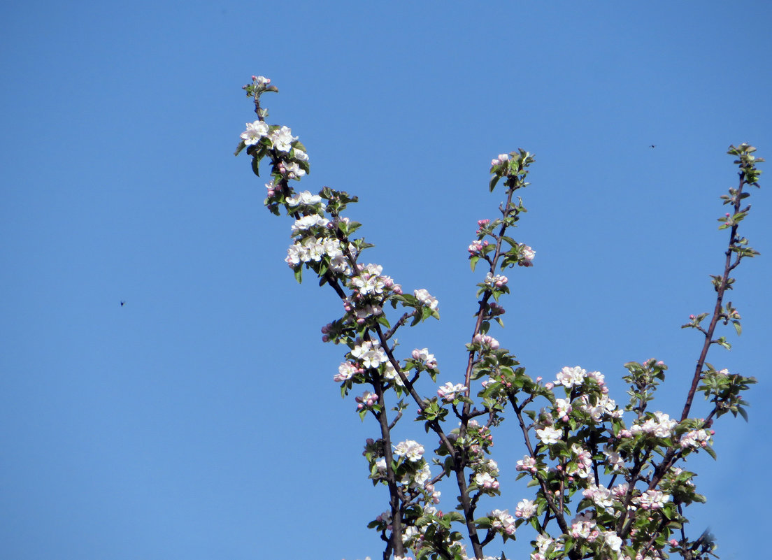 Яблоня в цвету - Наталья (D.Nat@lia)