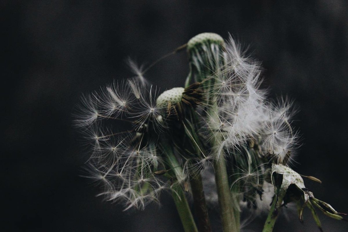 dandelion - Hasmik Garibdjanyan