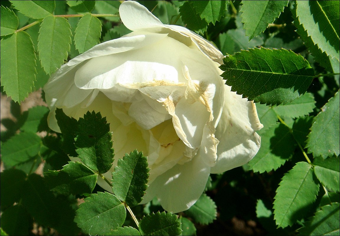 Белая розочка из нашего двора - Нина Корешкова