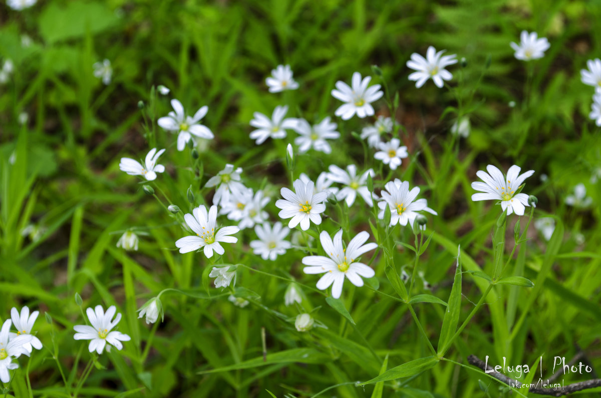 Белые цветы в лесу - Slava Leluga 