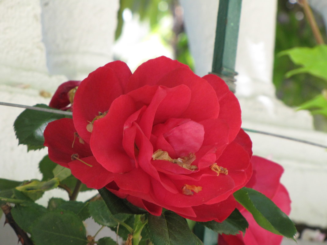 Роза (Коллекция Никитского ботанического сада, май 2016 г.) - Ольга Иргит