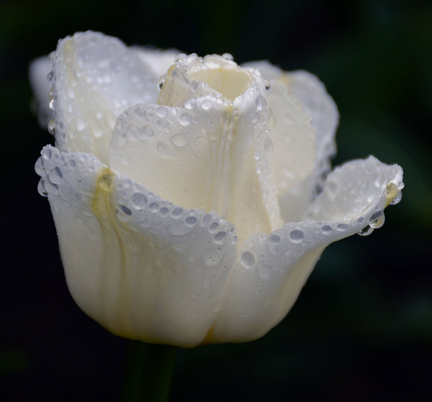 Тюльпан после дождя 2 - Светлана Шарафутдинова