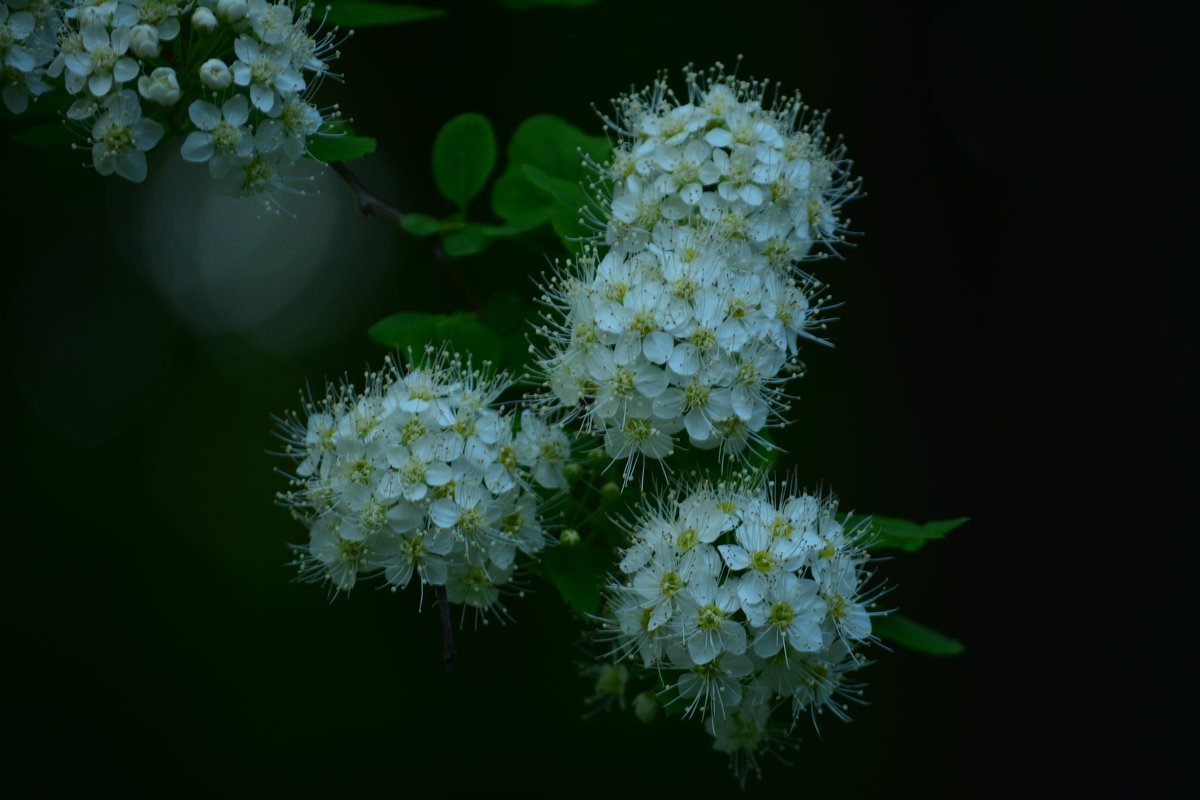 цветы - Полина 