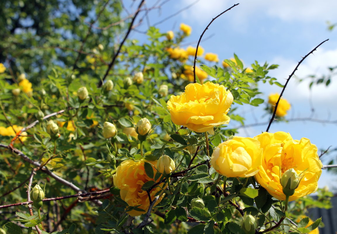 Роза желтая, роза чайная, аромата необычайного. - Валентина ツ ღ✿ღ