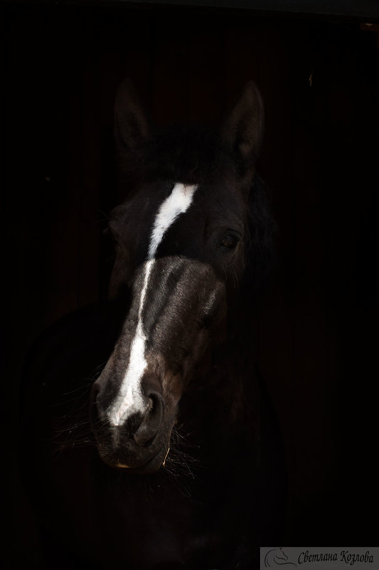 Тракененская лошадь - Светлана Козлова