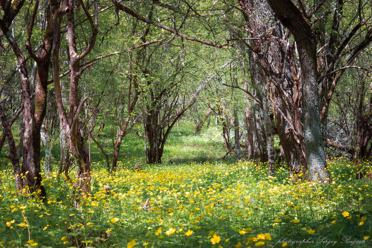 Картинка крымский лес