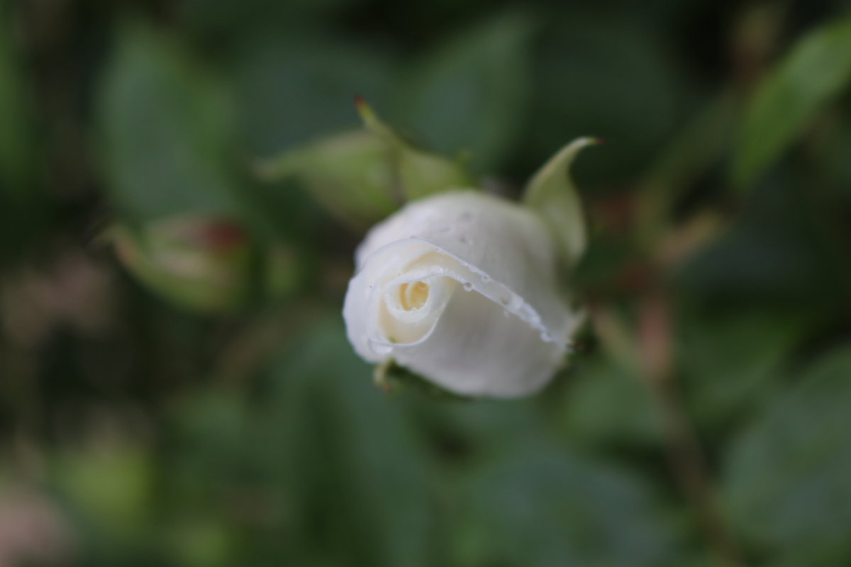 Белая роза - Veronika Gug