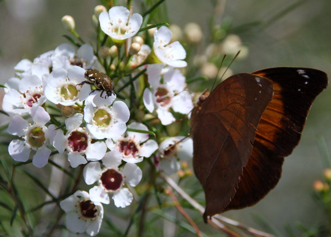 Бабочка Doleschallia bisaltide, широко известная как Осенний лист - Антонина 