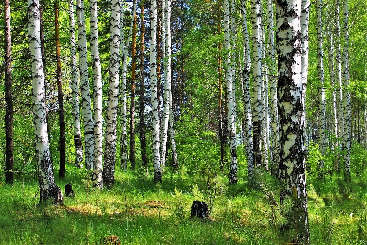 В весеннем лесу - Сергей Чиняев 