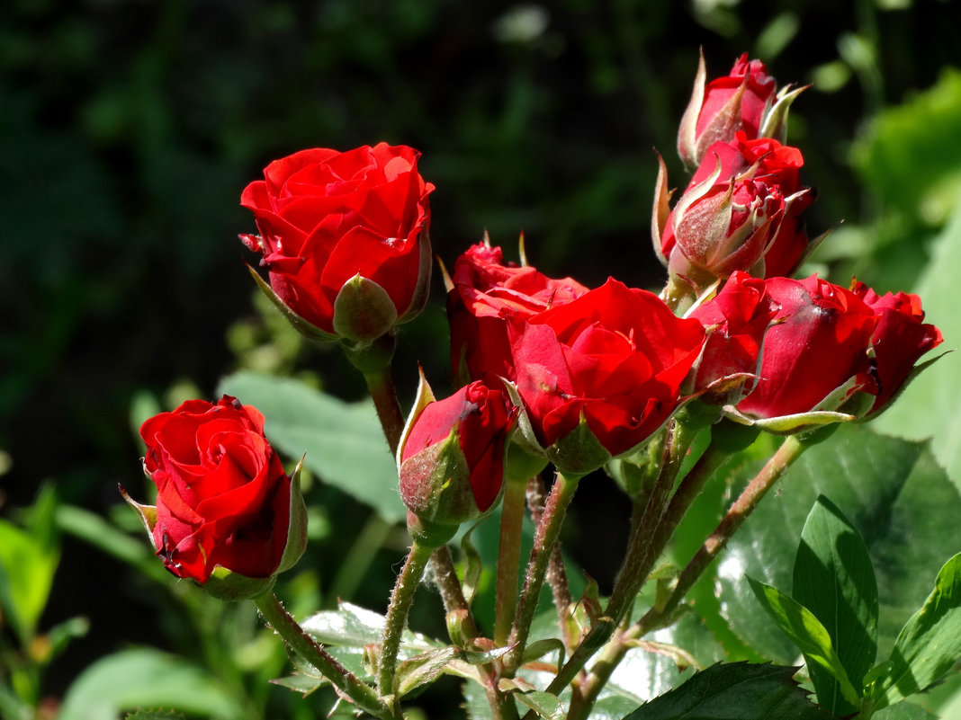 Июньские розы... - Тамара (st.tamara)