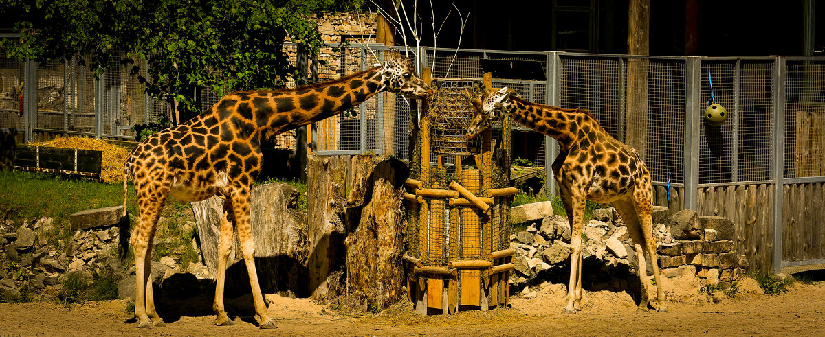 жирафы - Anrijs Slišāns