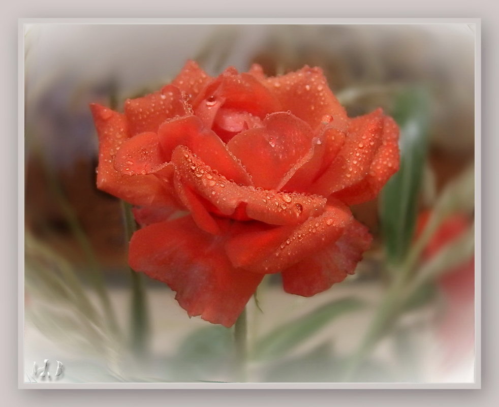 Коралловые розы - розы счастья, как будто бы на рифах вырастают... - Людмила Богданова (Скачко)