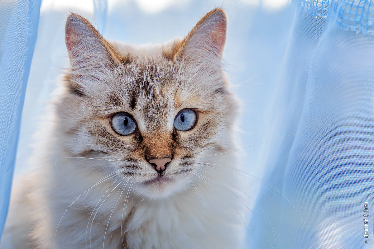 Кошка Мурка на окне - Дмитрий Стёпин