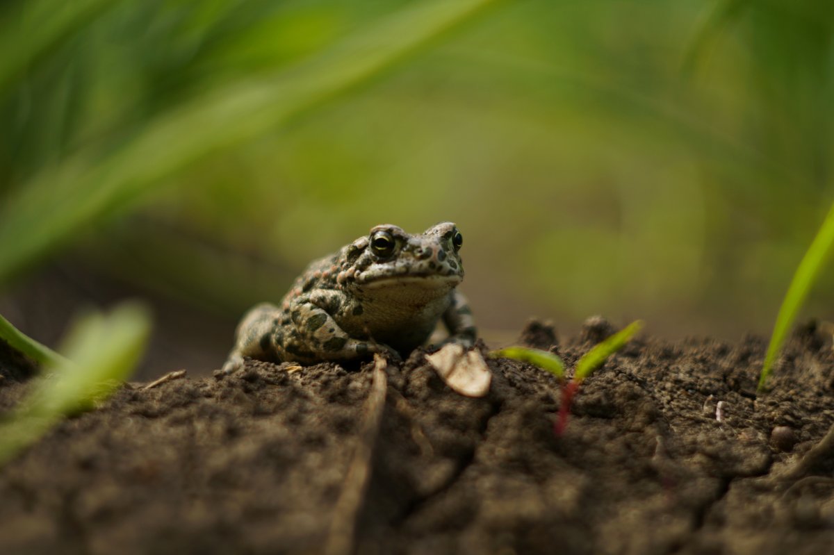 Маленькая жаба - Саша Тарасов