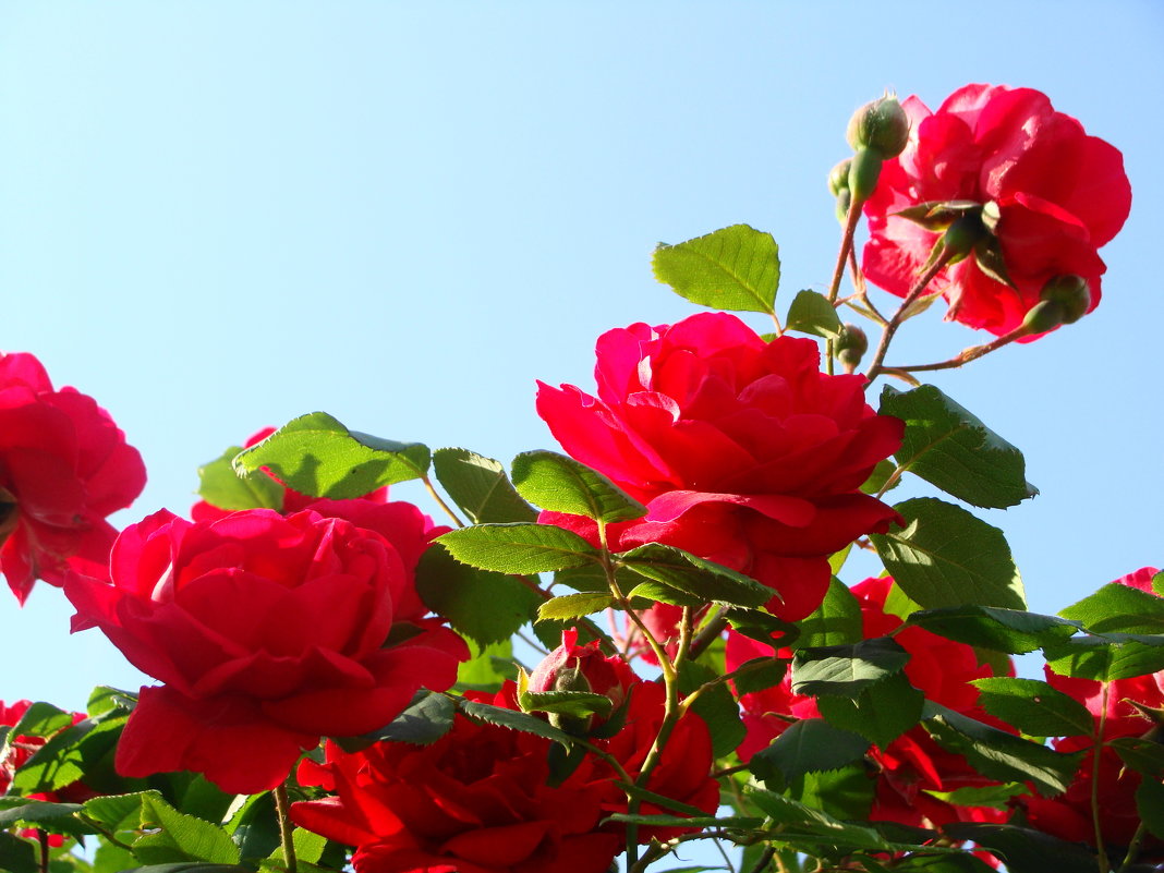 розы в мамином саду - Светлана 