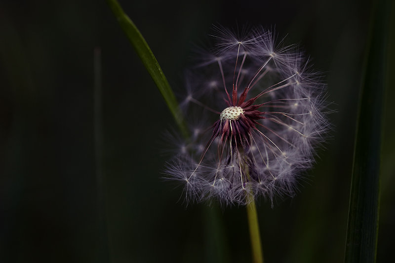 *** - Nerses Davtyan