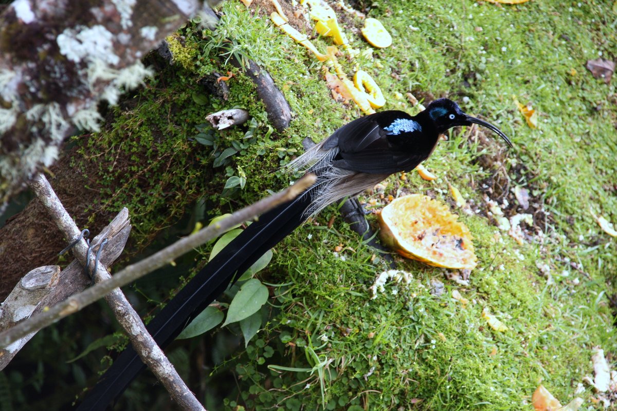 Райская птица 2.Папуа Новая Гвинея - Антонина 