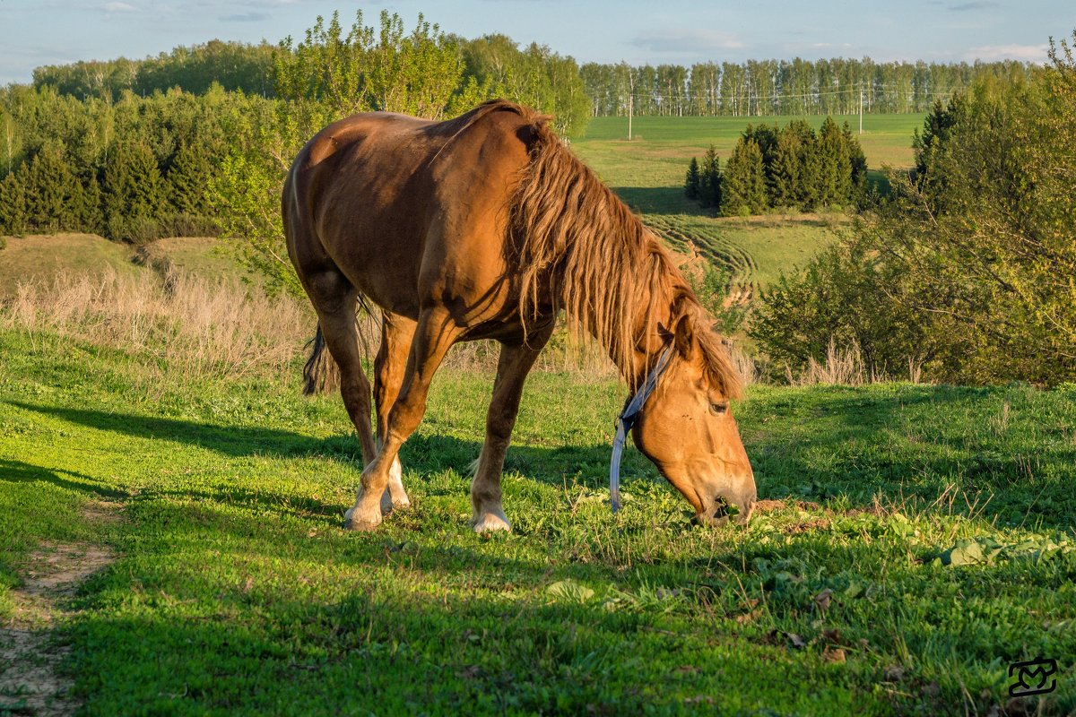 Конь на лужайке - Марат Зангиров