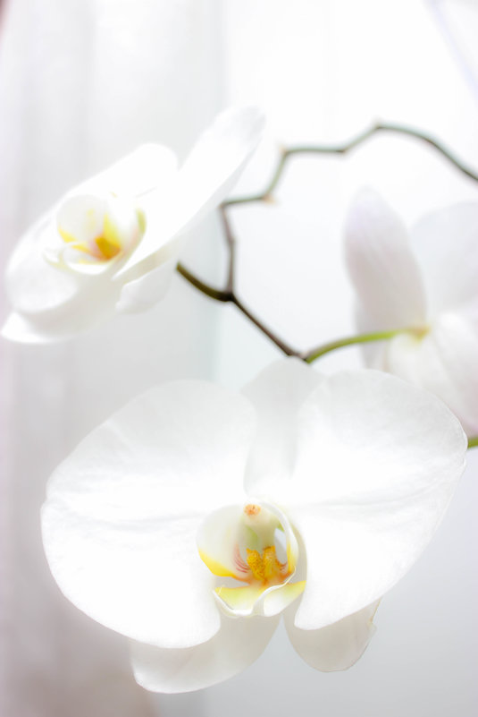 орхидея - Евгения Вахнеева
