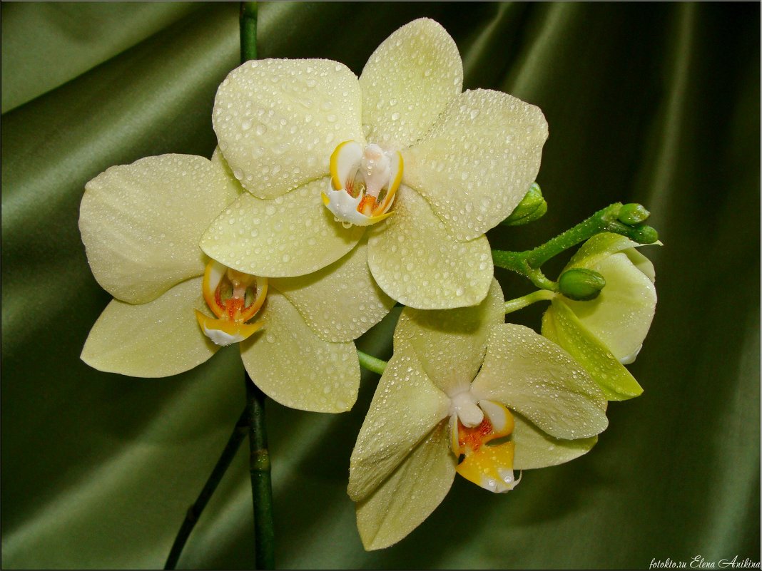 Фисташковая орхидея - °•●Елена●•° ♀