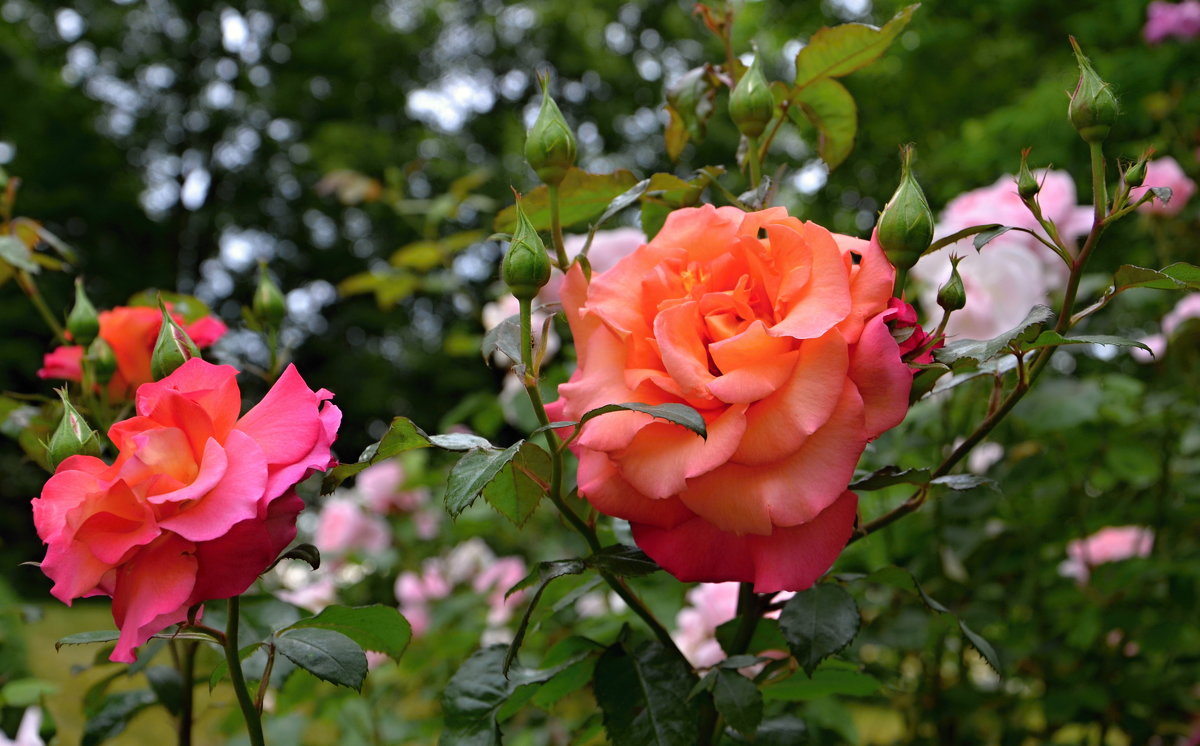 В саду роз - tamara *****