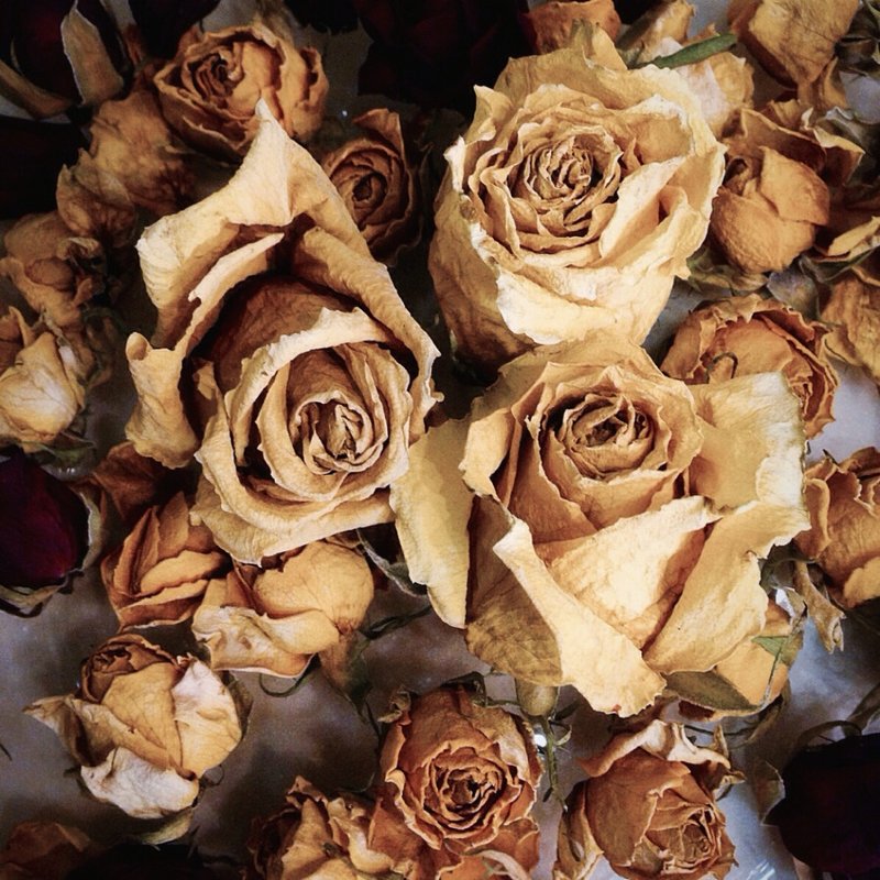 сухие розы - Ольга Токмакова