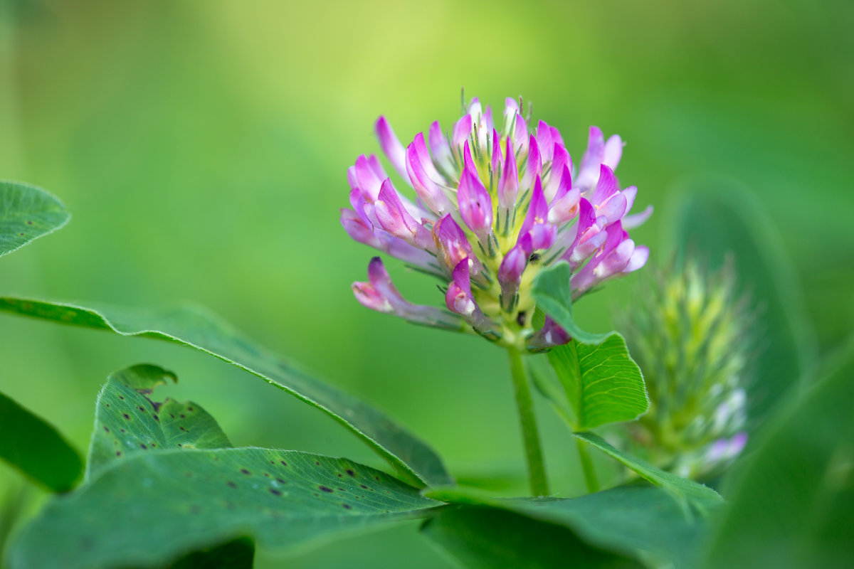 Клевер луговой (Trifolium pratense) - Виталий Рыбалов