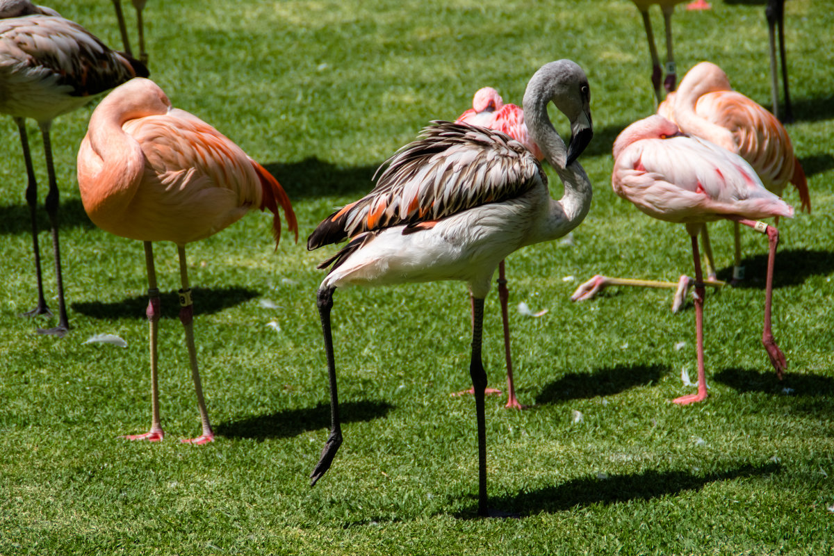 Фламинго в Лора парке - Witalij Loewin