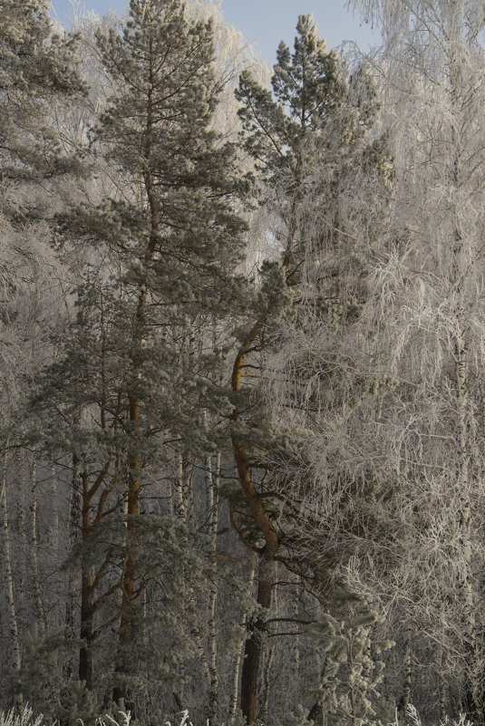 Зимний лес - Андрей 