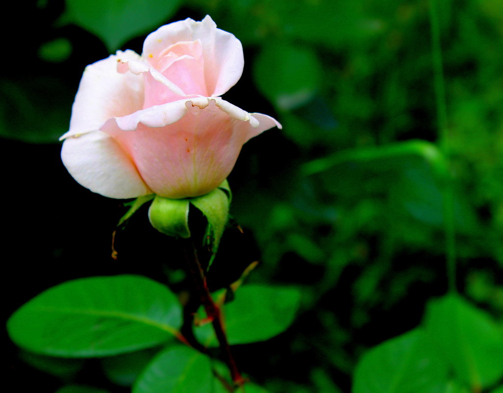 Благоухая красою своей нежная роза жила без друзей. - Валентина ツ ღ✿ღ