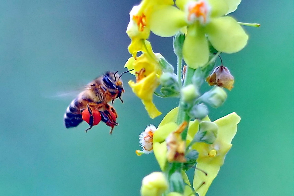 Из жизни пчёл - Vladimir Lisunov