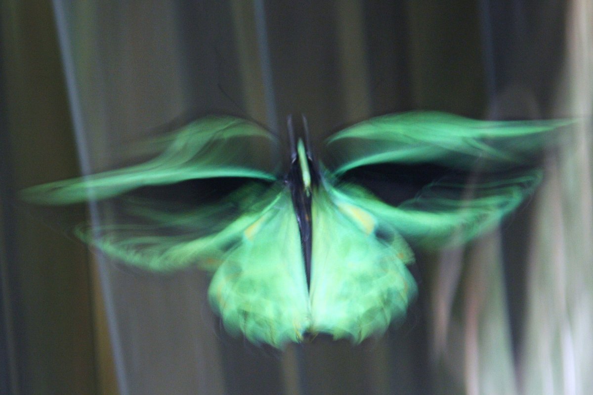 Орнитоптера приам (лат. Ornithoptera priamus) в полете,мужчина.Австралия - Антонина 