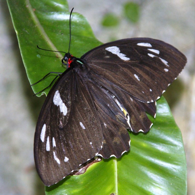 Орнитоптера приам[1][2] (лат. Ornithoptera priamus) женщина,Австралия - Антонина 