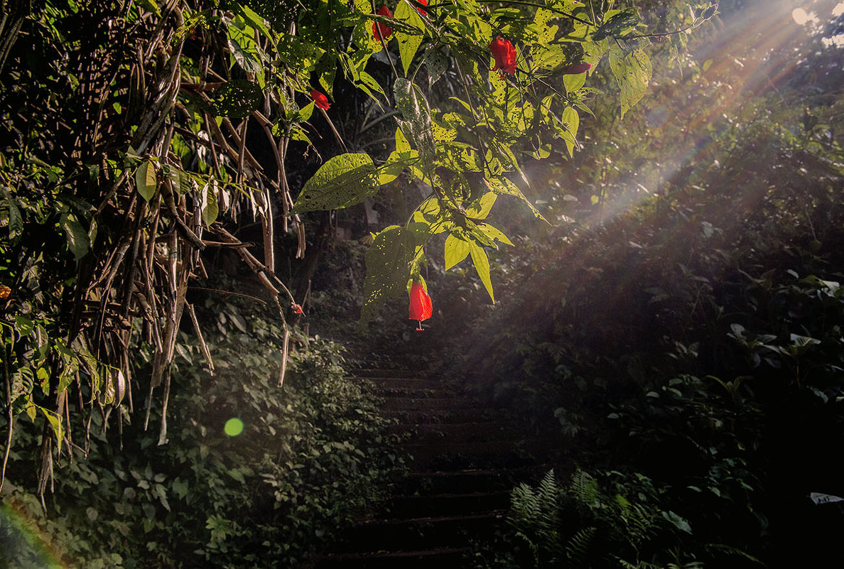 цветочек аленький,тот самый,за тридевять земель,на острове,да и лестница к нему... - Alexander Romanov (Roalan Photos)