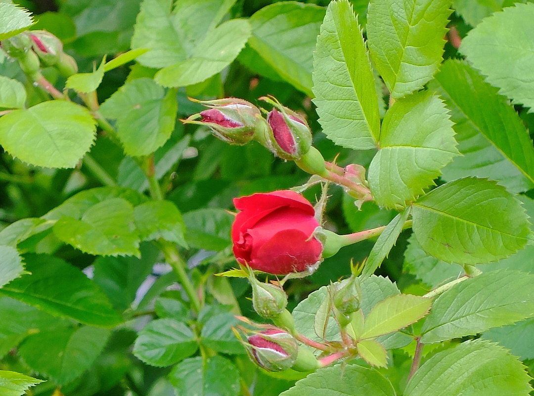 Розы в монастырском саду. - Геннадий Александрович