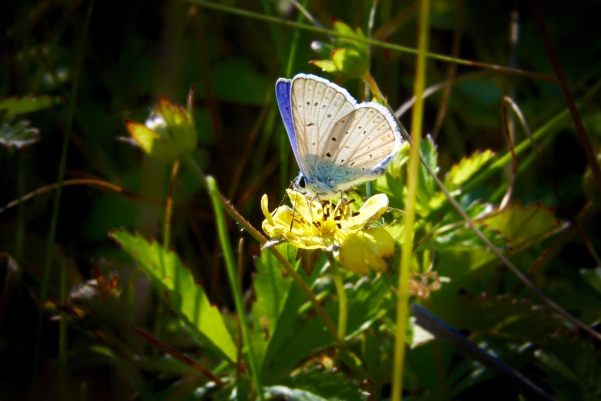 Бабочка на цветочке - Сергей Рычков