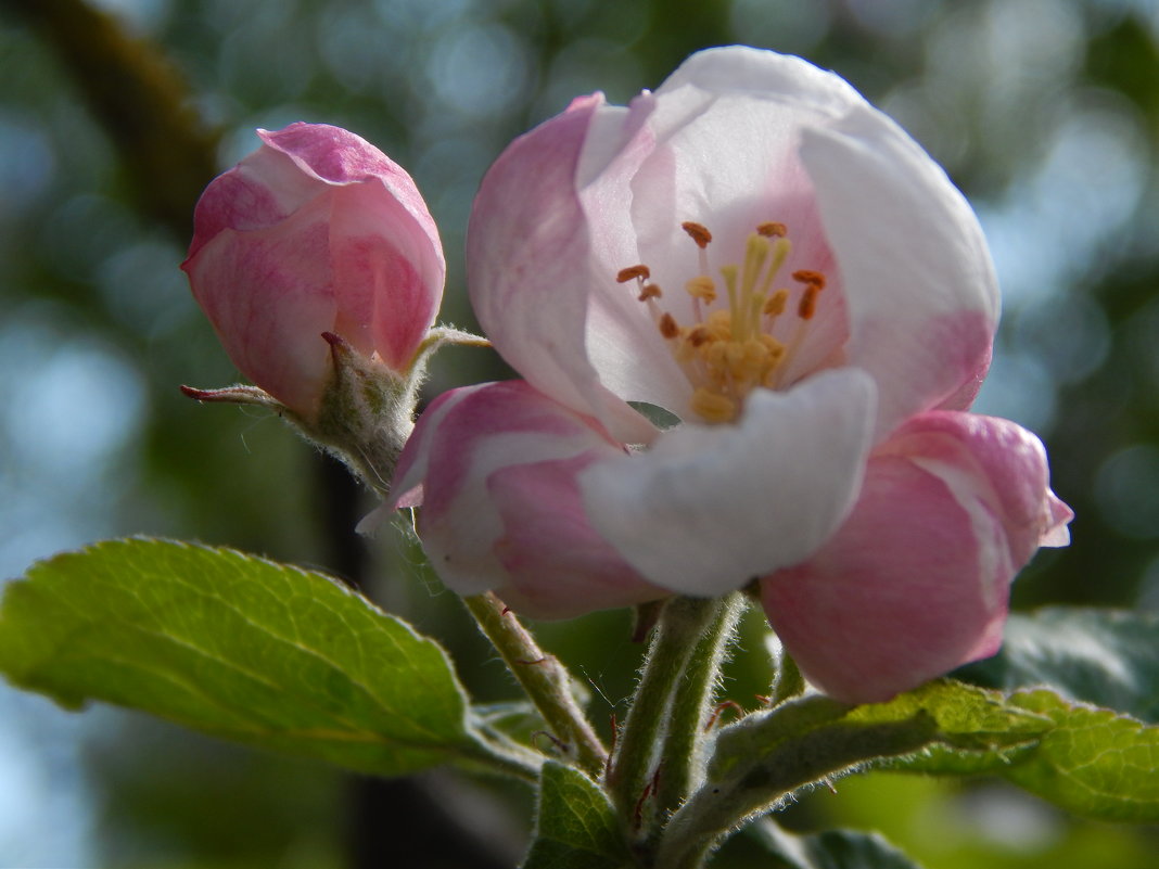 цветок яблони - lesia 
