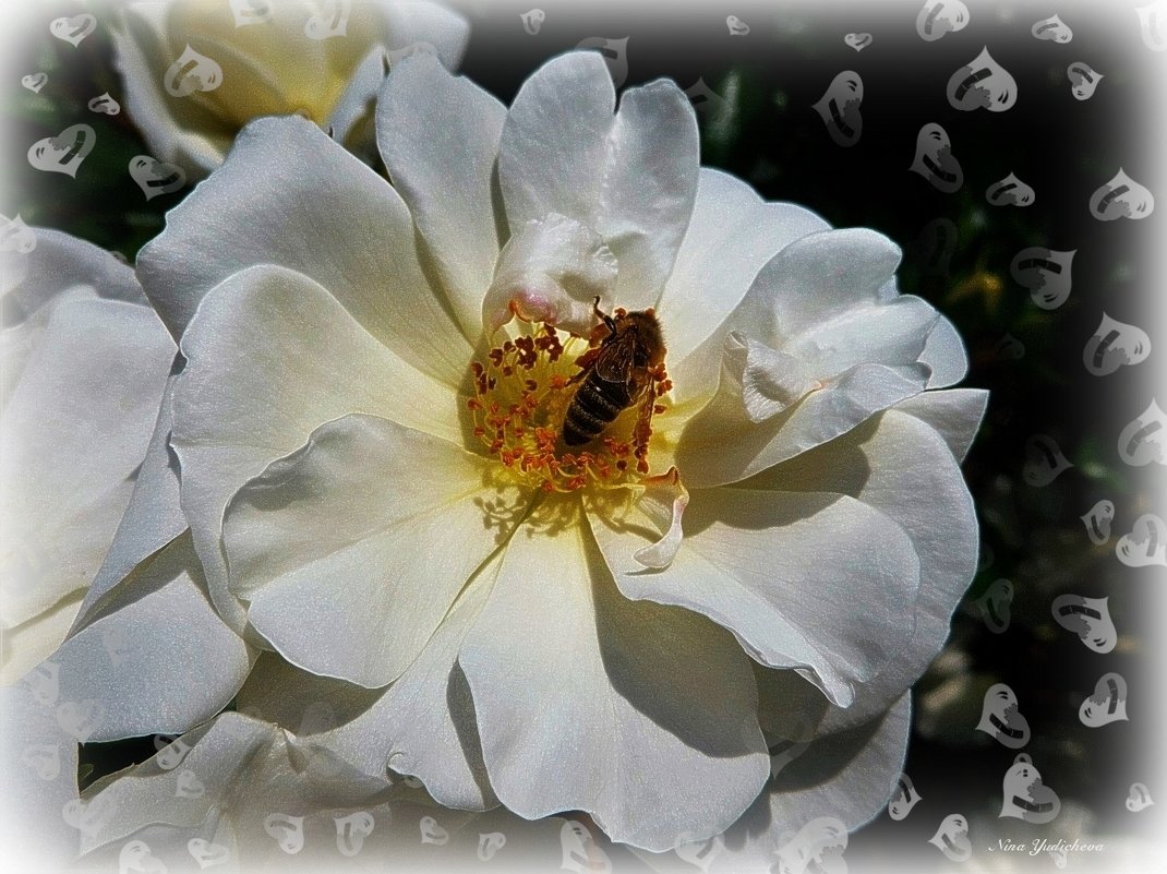Белая роза - Nina Yudicheva